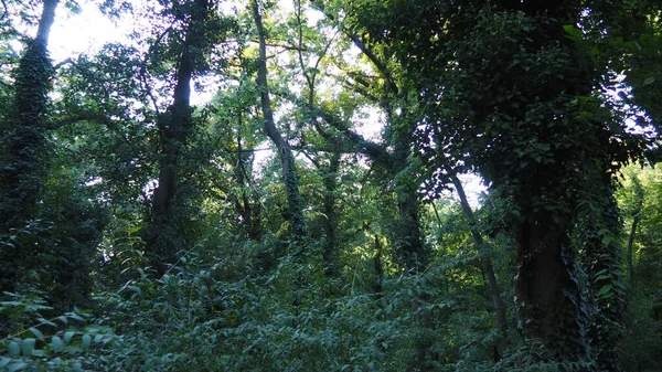 Δέντρα που καλύπτονται από το φυτό κισσός, ένα επεμβατικό είδος. Η καταστροφή του δάσους. Στη διακοσμητική κηπουρική, χρησιμοποιείται για κάθετη κηπουρική. Πάρκο Πάλιτς, Σερβία. Μυστηριώδες όμορφο δάσος — Φωτογραφία Αρχείου