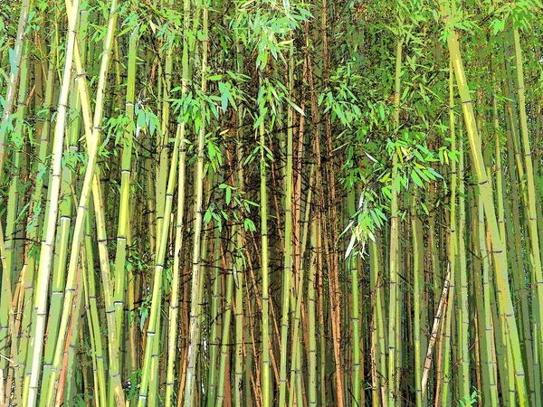 Bambusa bamboo es un género de plantas con flores perteneciente a la familia Poaceae. Regiones tropicales y subtropicales de Asia, trópicos húmedos. Tallos leñosos de paja de bambú —  Fotos de Stock