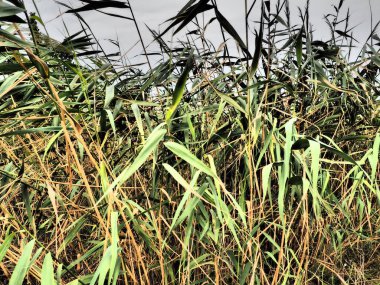 Genel kamış, ya da güney sazlığı, Phragmites australis, Reed cinsinin uzun ömürlü bir otudur. Halkların Flora 'sı. Nemlendirici bitki. Yakın yer altı suları olan topraklar. Fırtınalı hava.