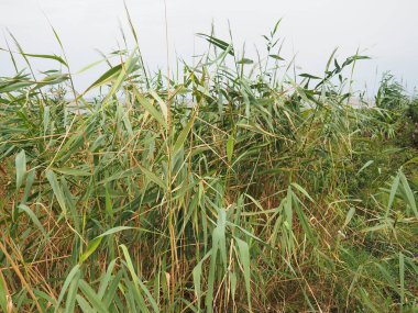 Genel kamış, ya da güney sazlığı, Phragmites australis, Reed cinsinin uzun ömürlü bir otudur. Halkların Flora 'sı. Nemlendirici bitki. Yakın yer altı suları olan topraklar. Fırtınalı hava.
