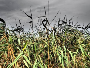 Genel kamış, ya da güney sazlığı, Phragmites australis, Reed cinsinin uzun ömürlü bir otudur. Halkların Flora 'sı. Nemlendirici bitki. Yakın yer altı suları olan topraklar. Fırtınalı hava.