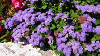Ageratum - genus flowering annuals and perennials from family Asteraceae. Violet flowers in summer garden. Purple flowers of ageratum. Ageratum blooming. Close-up in sunny weather. Pussy foot
