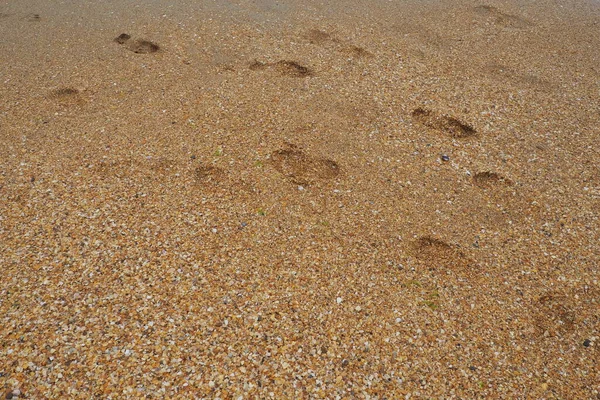 Stopy Při Západu Slunce Zlatým Pískem Písečná Mokrá Pláž Kroky — Stock fotografie