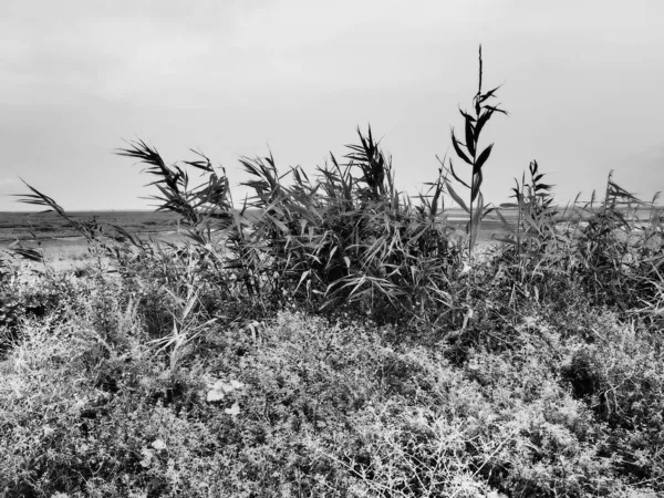 Közönséges nád, vagy déli nád, Phragmites australis, a Reed nemzetség magas évelő füve. A torkolat növényei. Fekete-fehér monokróm. Szoros talajon álló talajvíz. Viharos időjárás. — Stock Fotó