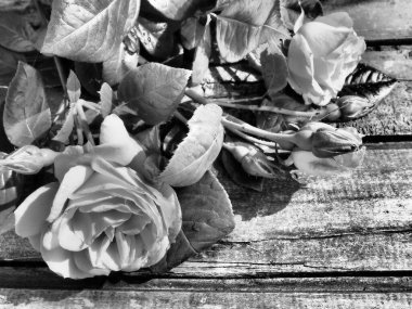 Tahta masadaki güller. Gri monokrom filtreli kartpostal. Tebrikler ya da pişmanlık ifadeleri. Uzayı kopyala Ahşap arka planda güller. Bir kadın için güzel bir buket