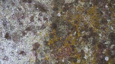 Yosun tutmuş beton. Taşın üzerinde yeşil yosun var. Yeşil yosun ve gri yosunlarla kaplı beton duvar. Nemli iklim