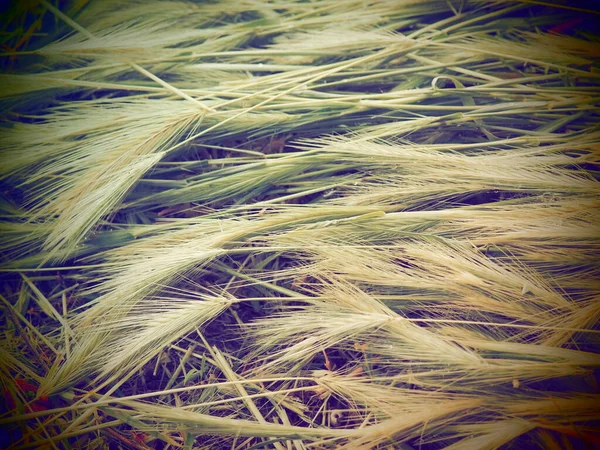 Вуха стиглої пшениці або зернових рослин. Насіння на стеблі та вусі. Природний спокійний фон. Втрата пшеничного врожаю, багато вух стиглих зерен лежать на землі після вітру та дощу. Тема русичного способу життя — стокове фото