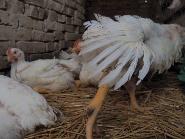 Beyaz tavuk çiftliği, gerçek manzara. Tavuklar köy ahırında. Yumurta ve et üretimi için kümes hayvanları yetiştiriyorum. Kümes hayvanları. Tavuk kameradan uzaklaştı. Tavuk tüyü ve bacağı.
