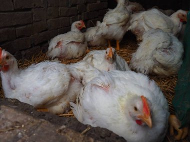 Beyaz tavuk çiftliği, gerçek manzara. Tavuklar köy ahırında. Yumurta ve et üretimi için kümes hayvanları yetiştiriyorum. Kümes hayvanları ve hayvancılık. Birçok kuş oturur ve yürür..