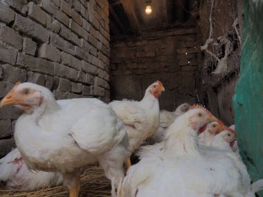 Beyaz tavuk çiftliği, gerçek manzara. Tavuklar köy ahırında. Yumurta ve et üretimi için kümes hayvanları yetiştiriyorum. Kümes hayvanları ve hayvancılık. Birçok kuş oturur ve yürür..