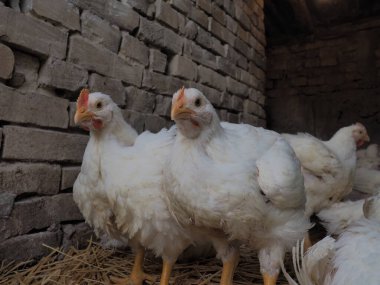 Beyaz tavuk çiftliği, gerçek manzara. Tavuklar köy ahırında. Yumurta ve et üretimi için kümes hayvanları yetiştiriyorum. Kümes hayvanları ve hayvancılık. Birçok kuş oturur ve yürür..