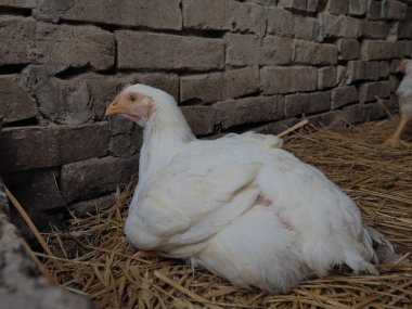 Beyaz tavuk çiftliği, gerçek manzara. Tavuklar köy ahırında. Yumurta ve et üretimi için kümes hayvanları yetiştiriyorum. Kümes hayvanları ve hayvancılık. Bir kuş oturur.