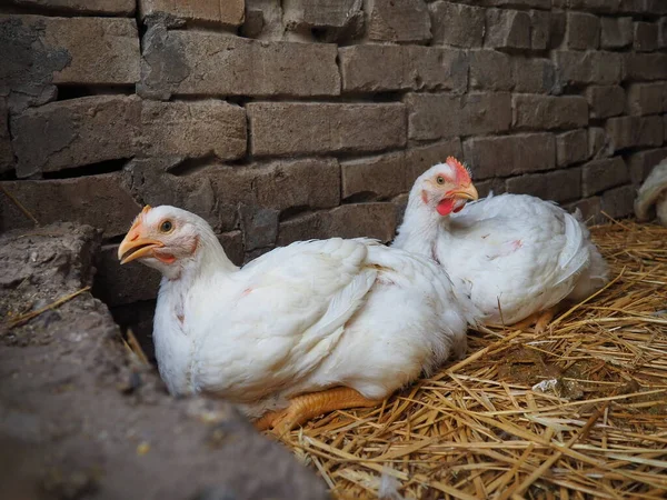 White chickens farm, real scenery. Chickens in the village barn. Raising poultry for the production of eggs and meat. Poultry and animal husbandry. Two birds are sitting