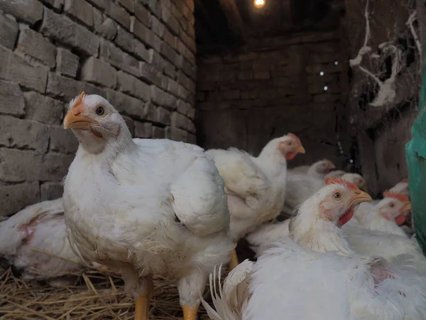 White chickens farm, real scenery. Chickens in the village barn. Raising poultry for the production of eggs and meat. Poultry and animal husbandry. Many birds sit and walk.