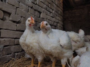 Beyaz tavuk çiftliği, gerçek manzara. Tavuklar köy ahırında. Yumurta ve et üretimi için kümes hayvanları yetiştiriyorum. Kümes hayvanları ve hayvancılık. Birçok kuş oturur ve yürür..