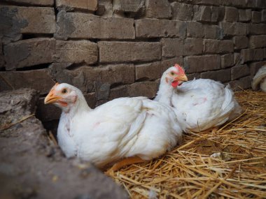 Beyaz tavuk çiftliği, gerçek manzara. Tavuklar köy ahırında. Yumurta ve et üretimi için kümes hayvanları yetiştiriyorum. Kümes hayvanları ve hayvancılık. İki kuş oturuyor.