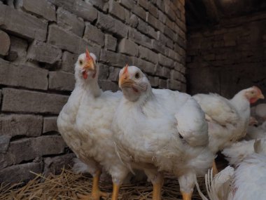 Beyaz tavuk çiftliği, gerçek manzara. Tavuklar köy ahırında. Yumurta ve et üretimi için kümes hayvanları yetiştiriyorum. Kümes hayvanları ve hayvancılık. Birçok kuş oturur ve yürür..