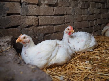 Beyaz tavuk çiftliği, gerçek manzara. Tavuklar köy ahırında. Yumurta ve et üretimi için kümes hayvanları yetiştiriyorum. Kümes hayvanları ve hayvancılık. İki kuş oturuyor.