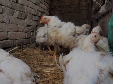 Beyaz tavuk çiftliği, gerçek manzara. Tavuklar köy ahırında. Yumurta ve et üretimi için kümes hayvanları yetiştiriyorum. Kümes hayvanları ve hayvancılık. Birçok kuş oturur ve yürür..