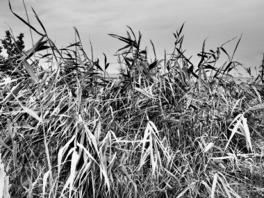 Genel kamış, ya da güney sazlığı, Phragmites australis, Reed cinsinin uzun ömürlü bir otudur. Halkların Flora 'sı. Siyah ve beyaz monokrom. Yakın yer altı suları olan topraklar. Fırtınalı hava.