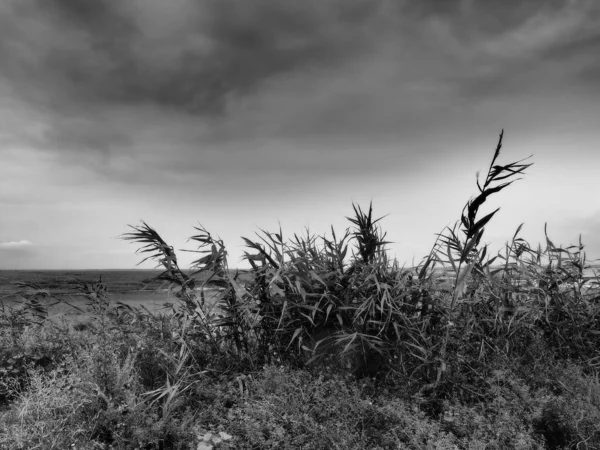 Běžný rákos neboli jižní rákos, Phragmites australis, vysoká trvalá tráva rodu Reed. Flóra ústí řeky. Černobílý monochrom. Půdy s pevnou podzemní vodou. Bouřlivé počasí. — Stock fotografie