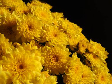 Bir bukette sarı renkli kasımpatılar. Yakın plan. Düğün ya da doğum günü için tebrik kartı. Asteraceae ya da Dendranthema ailesinden sonbahar çiçekleri. Bulanık yumuşak odak. Siyah arkaplan.