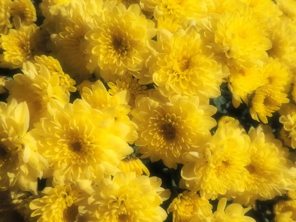 Crisantemos Color Amarillo Hermoso Ramo Primer Plano Tarjeta Felicitación Para — Foto de Stock