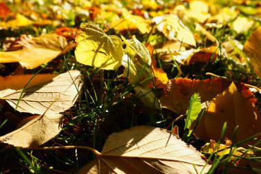 Çimlerin üzerindeki ıhlamur ağacının sarı yaprakları. Şehir Parkı. Avrupalı ıhlamur yaprakları. Genç bitkiler çimlerin arasından geçer. Yaprak dökülen çimenler. Güneşli sakin Ekim havası. Hint Yazı