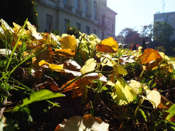 Egy Hársfa Sárga Levelei Fűben Városi Park Európai Hárs Lehullott — Stock Fotó