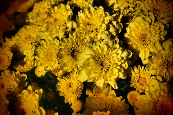 Chrysanthemen Von Gelber Farbe Einem Strauß Nahaufnahme Grußkarte Für Hochzeit — Stockfoto