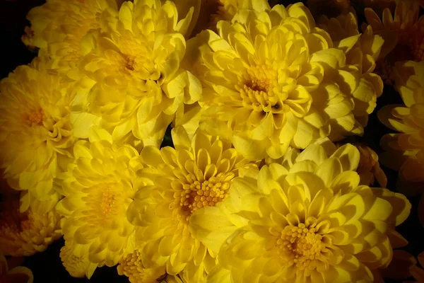 Crisântemos Cor Amarela Buquê Textura Flor Close Cartão Felicitações Para — Fotografia de Stock