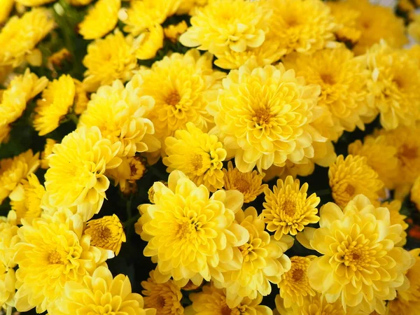 Crisântemos Cor Amarela Buquê Textura Flor Close Cartão Felicitações Para — Fotografia de Stock