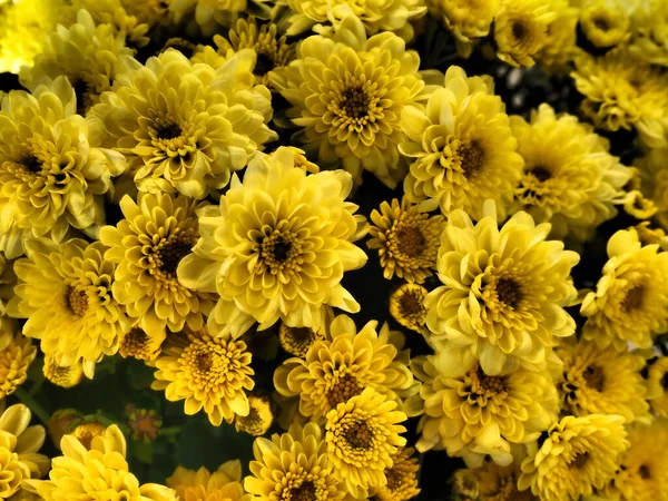 Crisantemos Color Amarillo Ramo Textura Primer Plano Tarjeta Felicitación Para — Foto de Stock