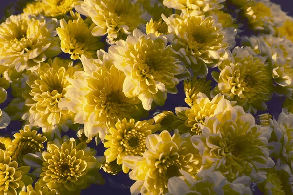 Chrysanthèmes Couleur Jaune Dans Beau Bouquet Carte Vœux Fleurs Automne — Photo