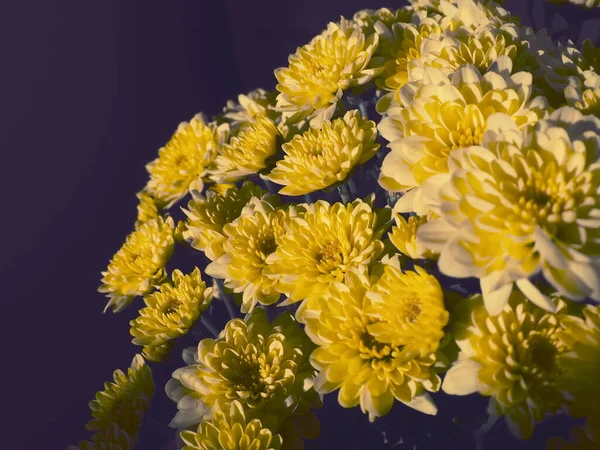 Chrysanthemen Von Gelber Farbe Einem Schönen Strauß Grußkarte Vorhanden Herbstblumen — Stockfoto