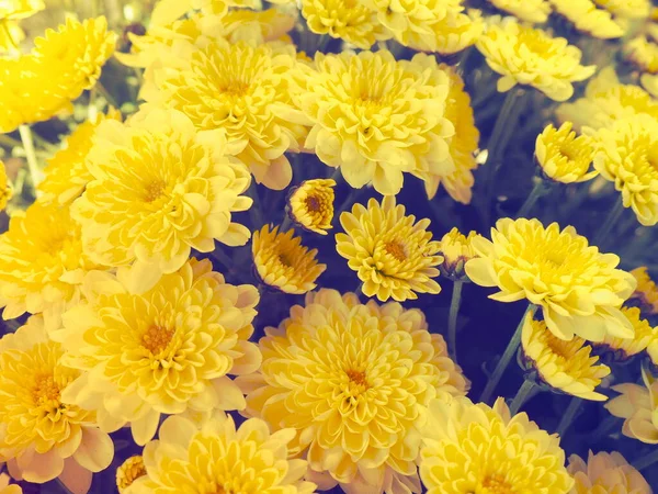 Crisântemos Cor Amarela Belo Buquê Cartão Felicitações Flores Outono Família — Fotografia de Stock