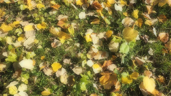 Yellow Leaves Linden Tree Grass City Park Fallen Leaves European — Stock Photo, Image
