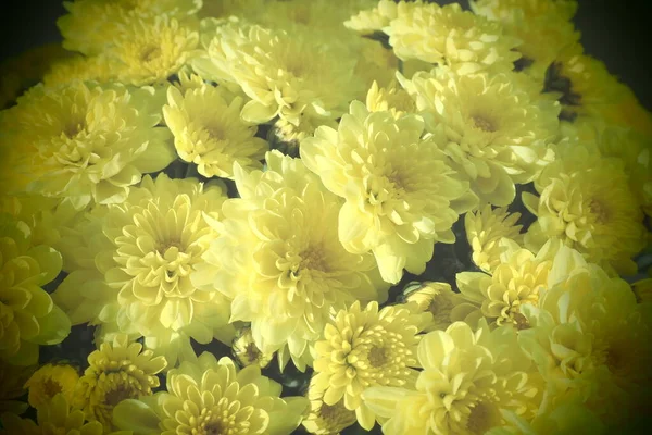 美しい花束の中で黄色の菊 接近中だ 結婚式や誕生日の挨拶カード 秋の花 Asteraceae Dendranthema 焦点をぼかした 花の質感 インドの夏 — ストック写真
