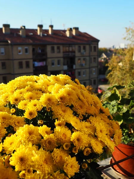 Gelbe Chrysanthemen Töpfe Mit Geranien Und Sellerie Auf Der Fensterbank — Stockfoto