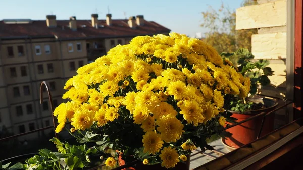 Gelbe Chrysanthemen Töpfe Mit Geranien Und Sellerie Auf Der Fensterbank — Stockfoto