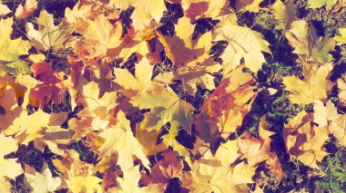 Akçaağaç arka planda kalır. Hint yazları mevsim normalleri dışında sıcak ve kurak havanın yaşandığı dönemdir. Bir sürü renkli akçaağaç yaprağı çimlerin üzerinde yatıyor. Sarı, kırmızı, turuncu, yeşil yaprak dokusu