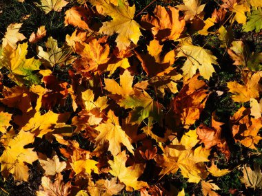 Akçaağaç arka planda kalır. Hint yazları mevsim normalleri dışında sıcak ve kurak havanın yaşandığı dönemdir. Bir sürü renkli akçaağaç yaprağı çimlerin üzerinde yatıyor. Sarı, kırmızı, turuncu, yeşil yaprak dokusu