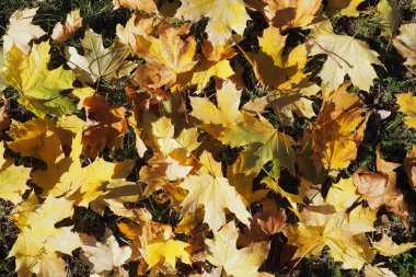 Akçaağaç arka planda kalır. Hint yazları mevsim normalleri dışında sıcak ve kurak havanın yaşandığı dönemdir. Bir sürü renkli akçaağaç yaprağı çimlerin üzerinde yatıyor. Sarı, kırmızı, turuncu, yeşil yaprak dokusu