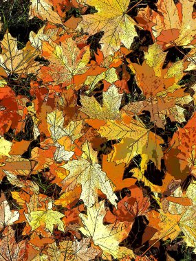 Akçaağaç arka planda kalır. Hint yazları mevsim normalleri dışında sıcak ve kurak havanın yaşandığı dönemdir. Bir sürü renkli akçaağaç yaprağı çimlerin üzerinde yatıyor. Sarı, kırmızı, turuncu, yeşil yaprak dokusu