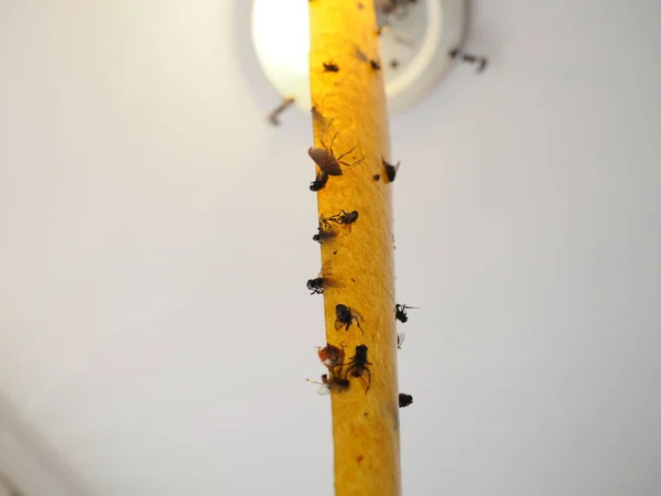 Липкая Инсектицидная Лента Защиты Ползающих Летающих Насекомых Подвешенных Холст Рядом — стоковое фото