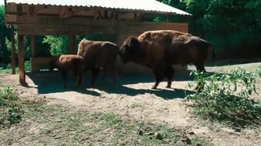 Bizon ya da Amerikan bizonu, boğa kabilesinden çatallı memeliler. Erkek, dişiyi yalaktan yemek yerken kokluyor. Sırbistan Hayvanat Bahçesi. Buzağılı bir bizon ailesi. Çiftleşme hazırlık kontrolü
