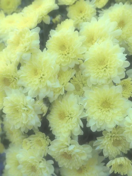 美しい花束の中で黄色の菊 結婚式の誕生日のためのクローズアップグリーティングカード 秋に花を咲かせます 焦点をぼかした 花の質感 垂直方向の集中 — ストック写真