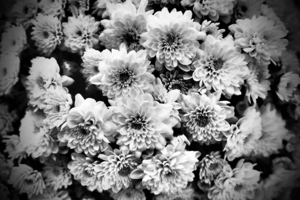 Chrysanthèmes Dans Bouquet Photographie Monochrome Noir Blanc Sombre Vignettage Carte — Photo