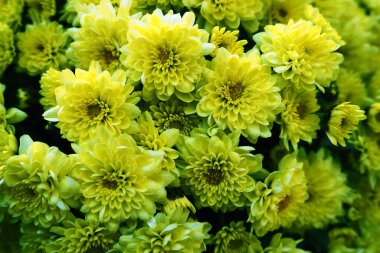 Bir bukette sarı renkli kasımpatılar. Yakın plan. Düğün ya da doğum günü için tebrik kartı. Asteraceae ya da Dendranthema ailesinden sonbahar çiçekleri. Çiçek dokusu. Koyu yeşil renk.