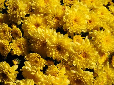 Bir bukette sarı renkli kasımpatılar. Yakın plan. Düğün ya da doğum günü için tebrik kartı. Asteraceae ya da Dendranthema ailesinden sonbahar çiçekleri. Çiçek dokusu. Yüksek kalite fotoğraf.